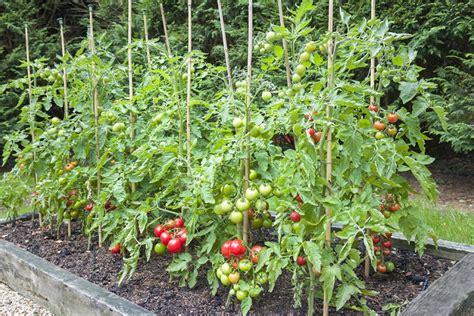 how to stake tomatoes|How to Stake Tomatoes for a Better Harvest: 7 Essential Tips.